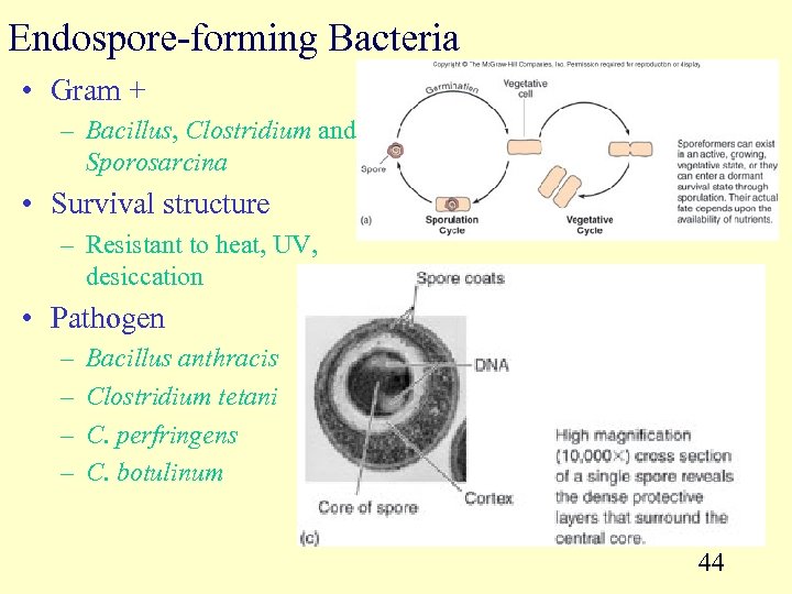 Endospore-forming Bacteria • Gram + – Bacillus, Clostridium and Sporosarcina • Survival structure –