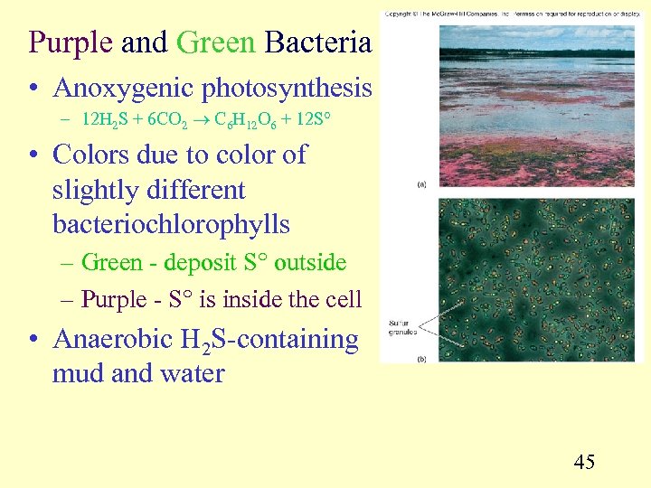 Purple and Green Bacteria • Anoxygenic photosynthesis – 12 H 2 S + 6