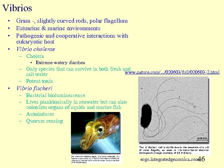 Vibrios • Gram -, slightly curved rods, polar flagellum • Estuarine & marine environments