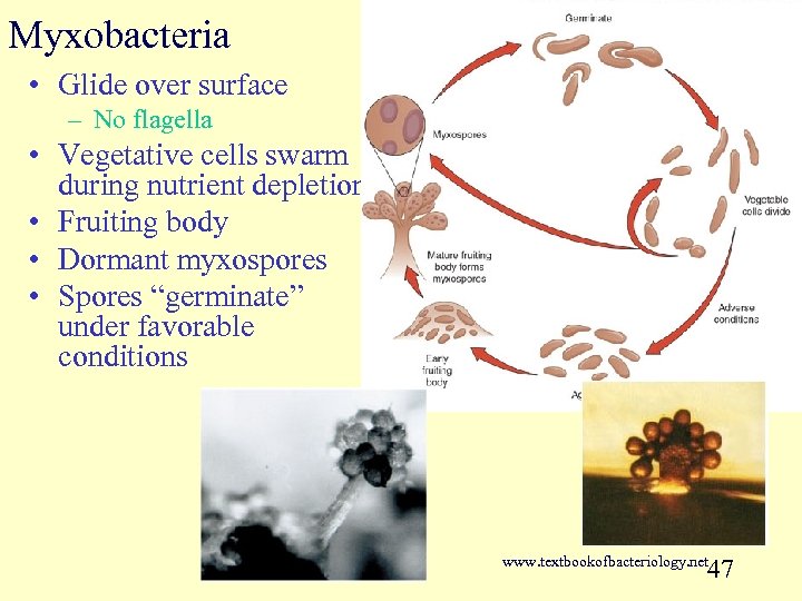 Myxobacteria • Glide over surface – No flagella • Vegetative cells swarm during nutrient