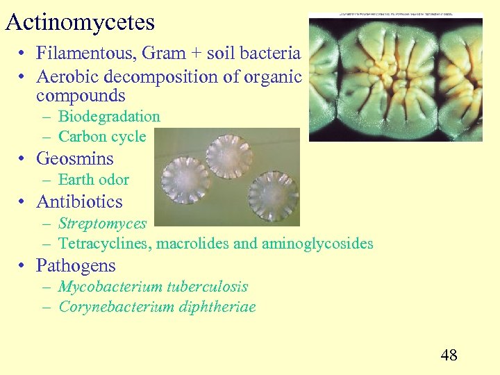 Actinomycetes • Filamentous, Gram + soil bacteria • Aerobic decomposition of organic compounds –