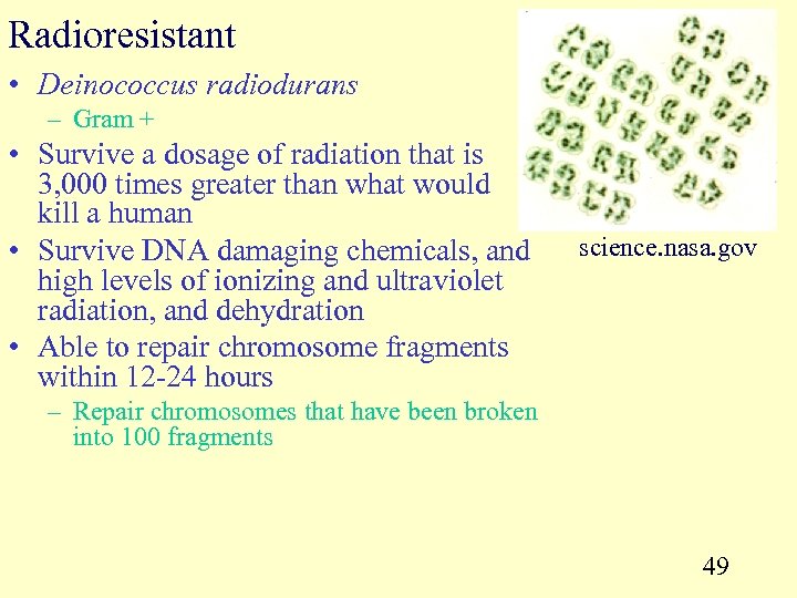 Radioresistant • Deinococcus radiodurans – Gram + • Survive a dosage of radiation that