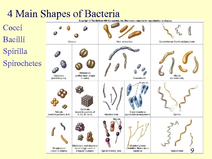 4 Main Shapes of Bacteria Cocci Bacilli Spirilla Spirochetes 9 
