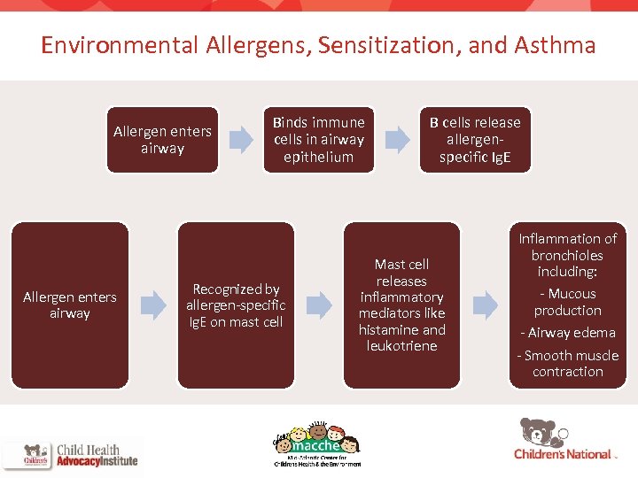 Environmental Allergens, Sensitization, and Asthma Allergen enters airway 6 Binds immune cells in airway