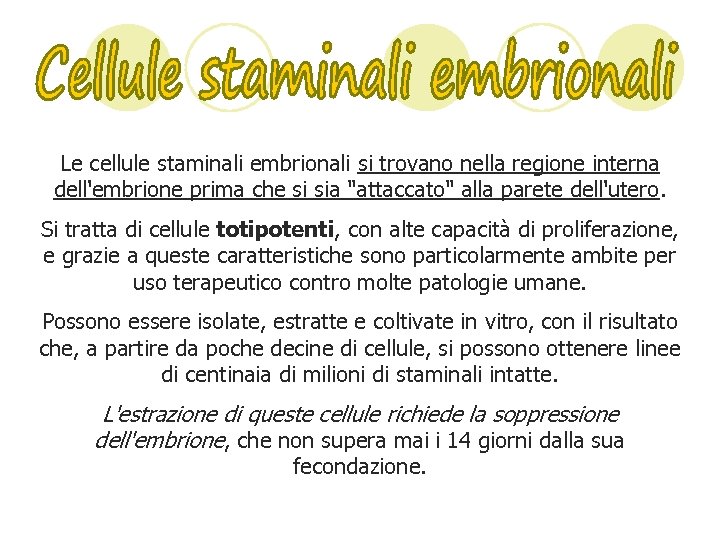 Le cellule staminali embrionali si trovano nella regione interna dell'embrione prima che si sia