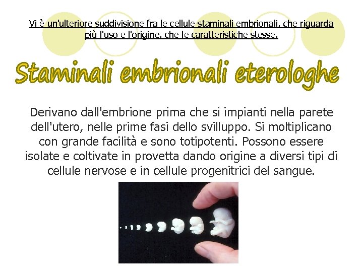 Vi è un'ulteriore suddivisione fra le cellule staminali embrionali, che riguarda più l'uso e