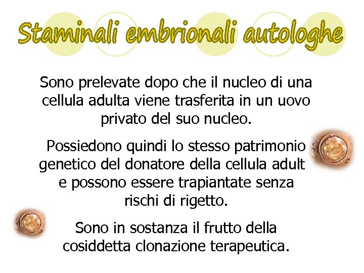 Sono prelevate dopo che il nucleo di una cellula adulta viene trasferita in un