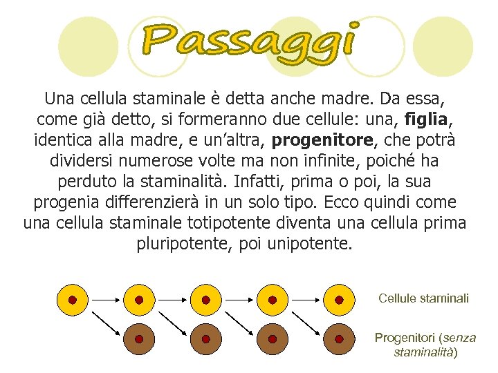 Una cellula staminale è detta anche madre. Da essa, come già detto, si formeranno