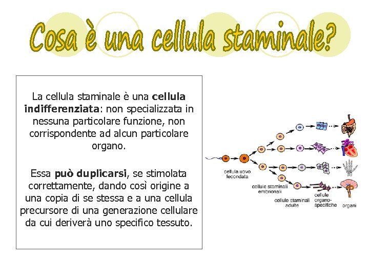La cellula staminale è una cellula indifferenziata: non specializzata in nessuna particolare funzione, non