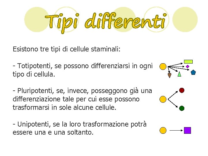 Esistono tre tipi di cellule staminali: - Totipotenti, se possono differenziarsi in ogni tipo