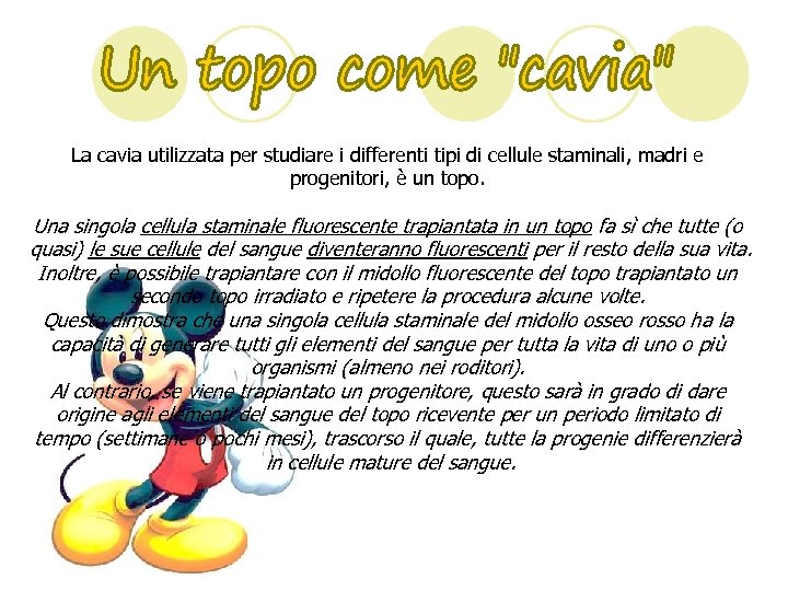 La cavia utilizzata per studiare i differenti tipi di cellule staminali, madri e progenitori,