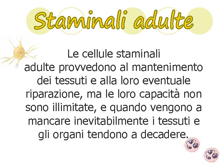 Le cellule staminali adulte provvedono al mantenimento dei tessuti e alla loro eventuale riparazione,