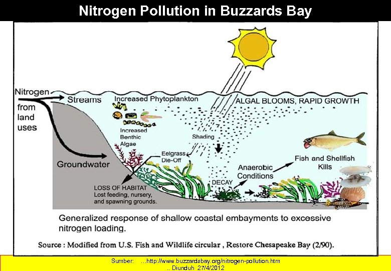 Nitrogen Pollution in Buzzards Bay Sumber: …http: //www. buzzardsbay. org/nitrogen-pollution. htm. . Diunduh 27/4/2012