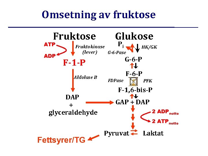 Omsetning av fruktose Fruktose ATP ADP Glukose Pi Fruktokinase (lever) G-6 -Pase G-6 -P