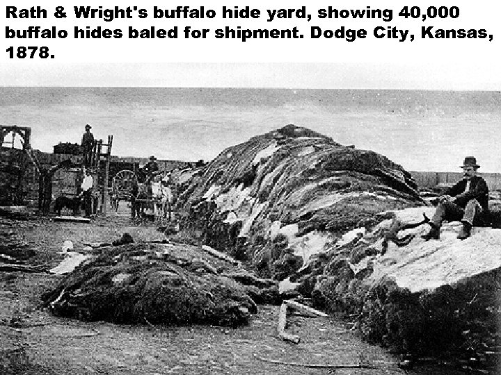 Rath & Wright's buffalo hide yard, showing 40, 000 buffalo hides baled for shipment.