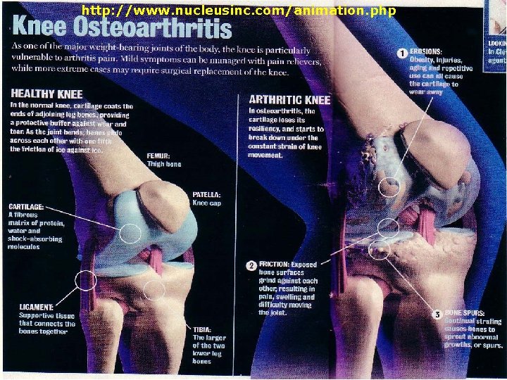 http: //www. nucleusinc. com/animation. php 