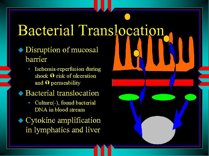 Bacterial Translocation u Disruption of mucosal barrier • Ischemia-reperfusion during shock risk of ulceration