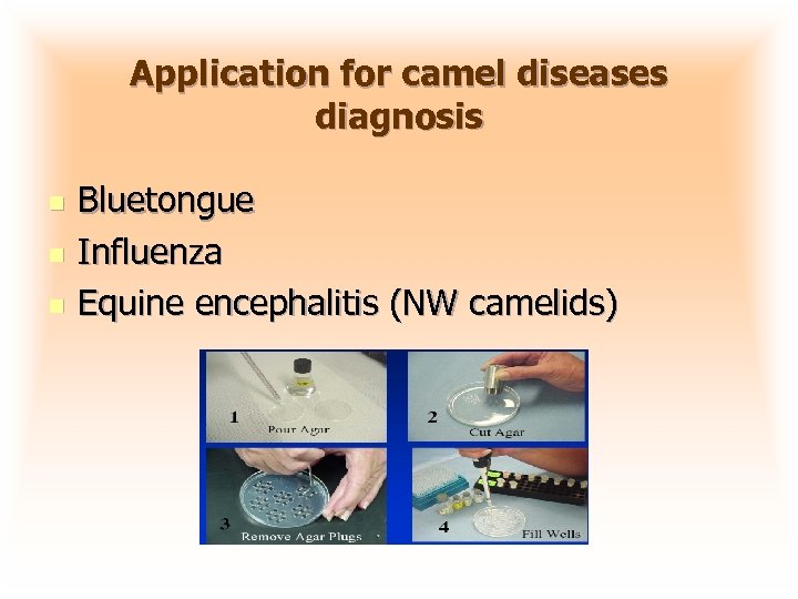 Application for camel diseases diagnosis n n n Bluetongue Influenza Equine encephalitis (NW camelids)