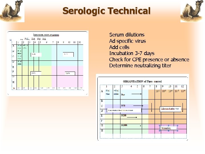 Serologic Technical Serum dilutions Ad specific virus Add cells Incubation 3 -7 days Check