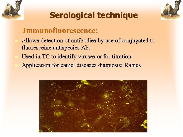 Serological technique Immunofluorescence: n n n Allows detection of antibodies by use of conjugated