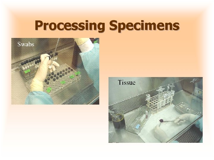 Processing Specimens 