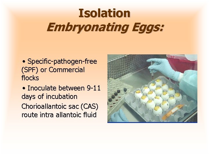 Isolation Embryonating Eggs: • Specific-pathogen-free (SPF) or Commercial flocks • Inoculate between 9 -11