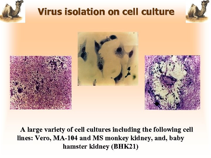 Virus isolation on cell culture A large variety of cell cultures including the following