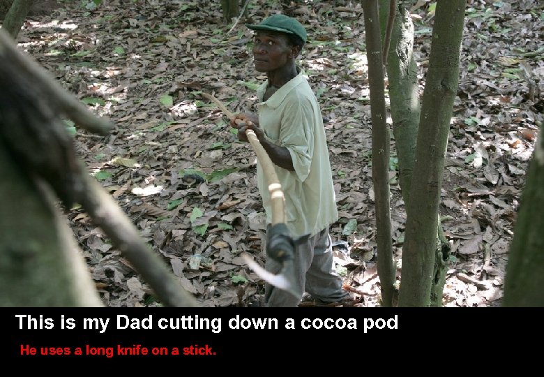 SLIDE TITLE HERE • Other stuff here This is my Dad cutting down a