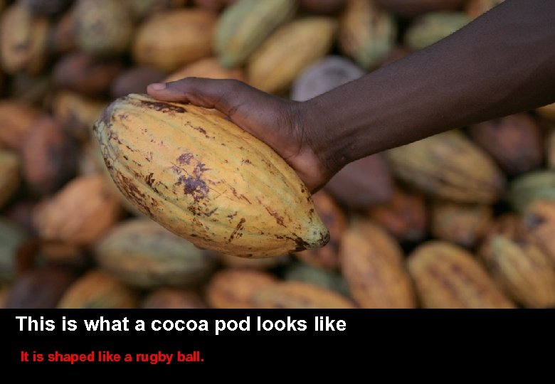 SLIDE TITLE HERE • Other stuff here This is what a cocoa pod looks