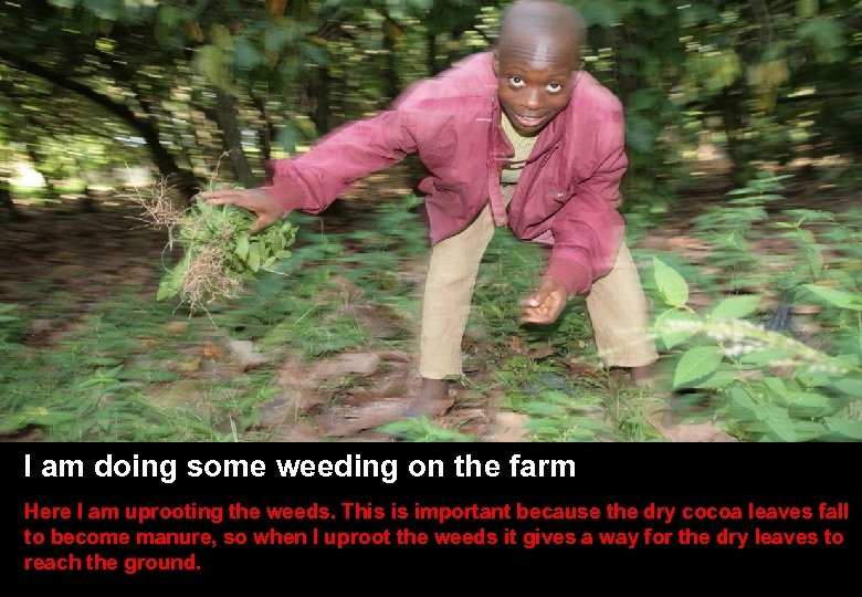 SLIDE TITLE HERE • Other stuff here I am doing some weeding on the