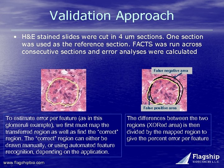 Validation Approach • H&E stained slides were cut in 4 um sections. One section