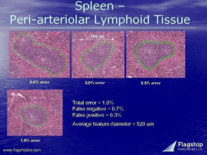 Spleen – Peri-arteriolar Lymphoid Tissue 500 um 0. 4% error 0. 9% error 0.