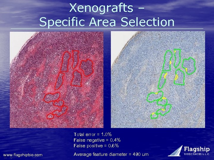 Xenografts – Specific Area Selection Total error = 1. 0% False negative = 0.