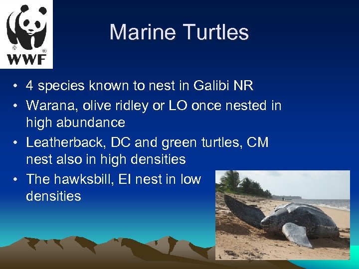 Marine Turtles • 4 species known to nest in Galibi NR • Warana, olive