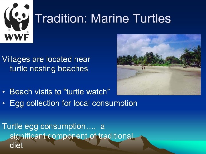 Tradition: Marine Turtles Villages are located near turtle nesting beaches • Beach visits to