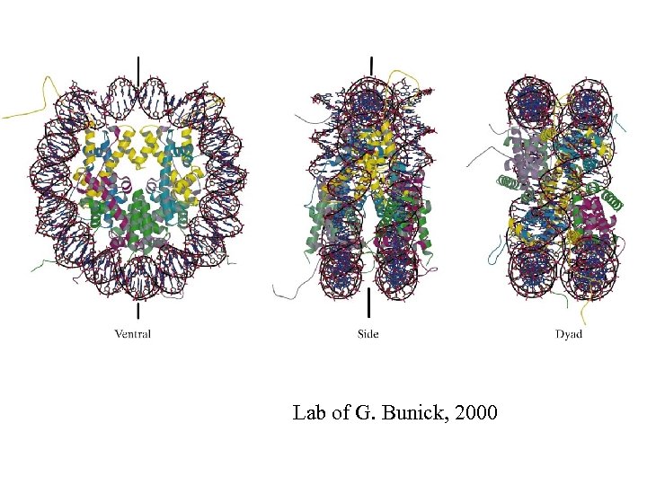 Lab of G. Bunick, 2000 