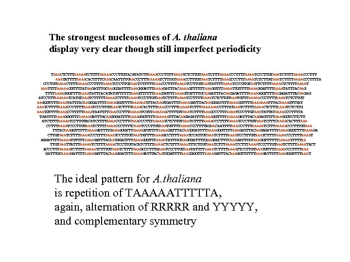 The strongest nucleosomes of A. thaliana display very clear though still imperfect periodicity TAAACTCTTTAAAAATCTTTTAAAAACCCTTGTACATATCTTAAAACCCTTTTAAAATCTCTTGTAAATCTTTAAAACCCTTTTAAAATCCCTTGTAAATCTTTTAAAACCCTTT