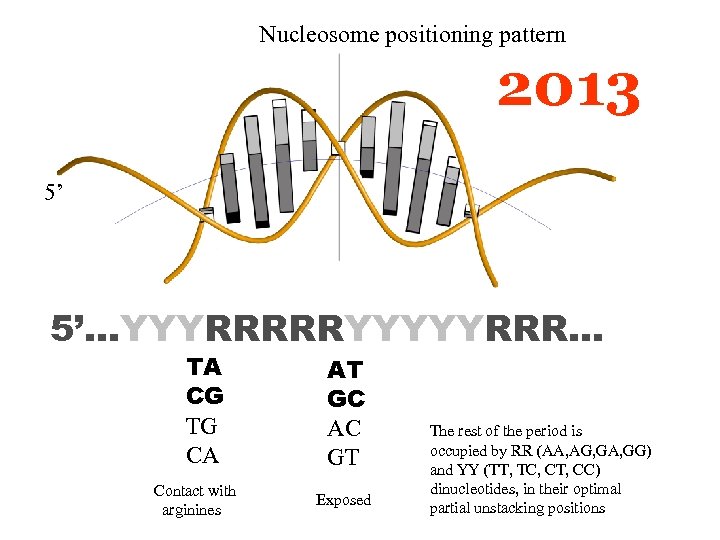 Nucleosome positioning pattern 2013 5’ 5’…YYYRRRRRYYYYYRRR… TA CG TG CA Contact with arginines AT