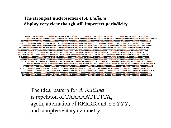 The strongest nucleosomes of A. thaliana display very clear though still imperfect periodicity TAAACTCTTTAAAAATCTTTTAAAAACCCTTGTACATATCTTAAAACCCTTTTAAAATCTCTTGTAAATCTTTAAAACCCTTTTAAAATCCCTTGTAAATCTTTTAAAACCCTTT