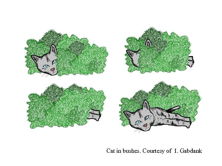 Cat in bushes. Courtesy of I. Gabdank 