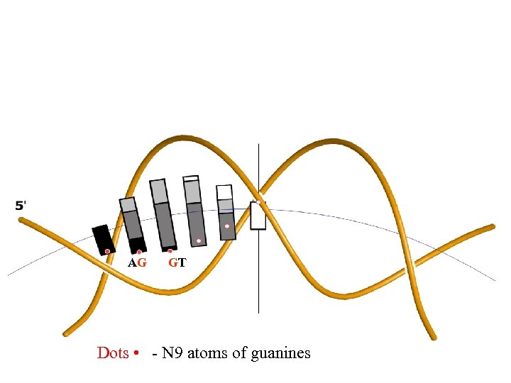 AG GT Dots • - N 9 atoms of guanines 