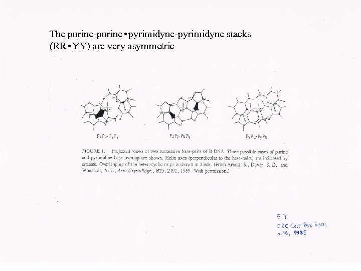The purine-purine • pyrimidyne-pyrimidyne stacks (RR • YY) are very asymmetric 