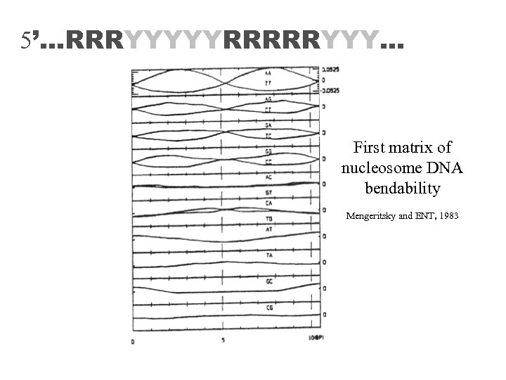 5’…RRRYYYYYRRRRRYYY… First matrix of nucleosome DNA bendability Mengeritsky and ENT, 1983 