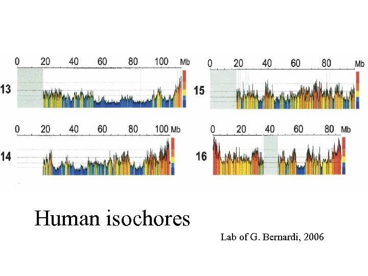 Human isochores Lab of G. Bernardi, 2006 