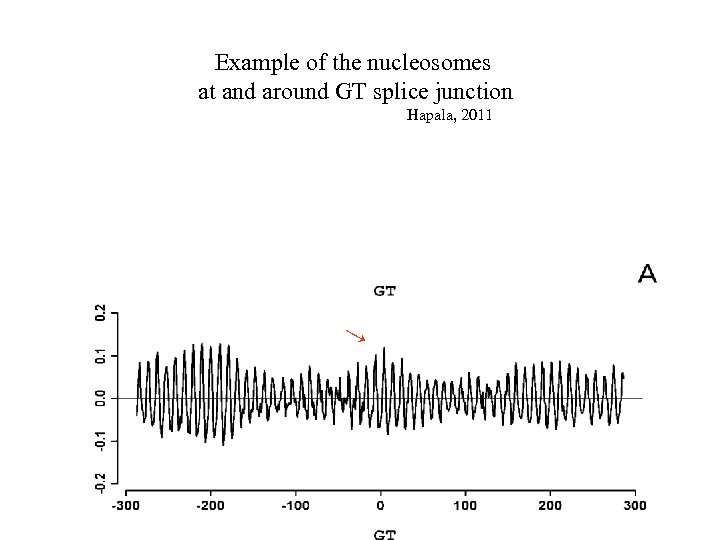 Example of the nucleosomes at and around GT splice junction Hapala, 2011 → 