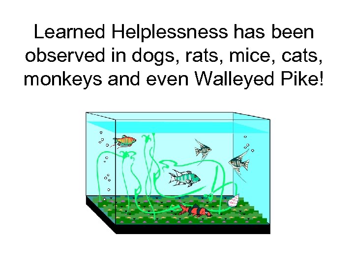 Learned Helplessness has been observed in dogs, rats, mice, cats, monkeys and even Walleyed