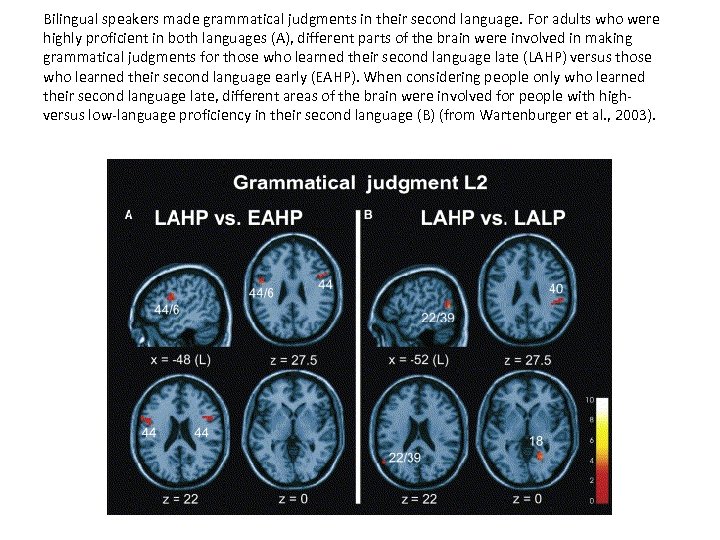 Bilingual speakers made grammatical judgments in their second language. For adults who were highly