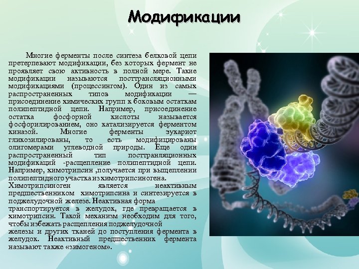 Модификации Многие ферменты после синтеза белковой цепи претерпевают модификации, без которых фермент не проявляет