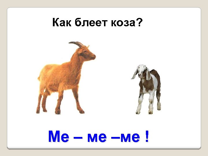 Как блеет коза? Ме – ме –ме ! 
