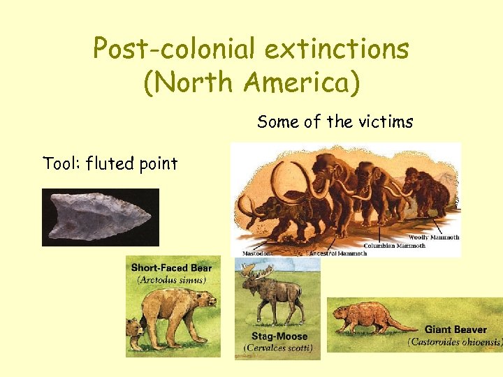 Post-colonial extinctions (North America) Some of the victims Tool: fluted point 